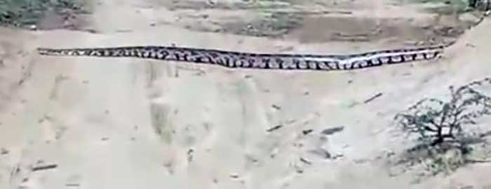 18 ft-long python rescued from tea garden in Assam