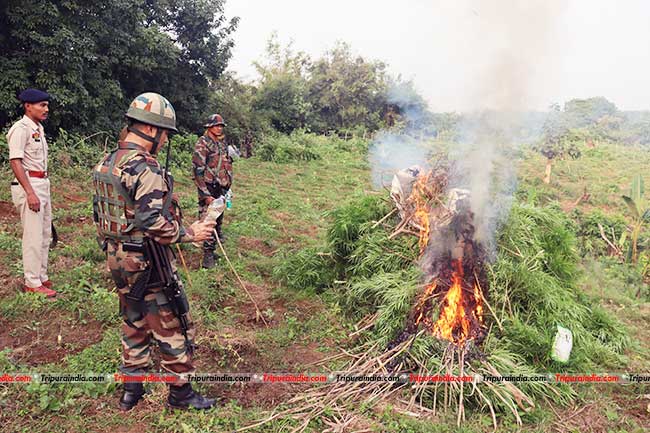 Assam Rifles destroyed cannabis plantation worth Rs 1.5 crore