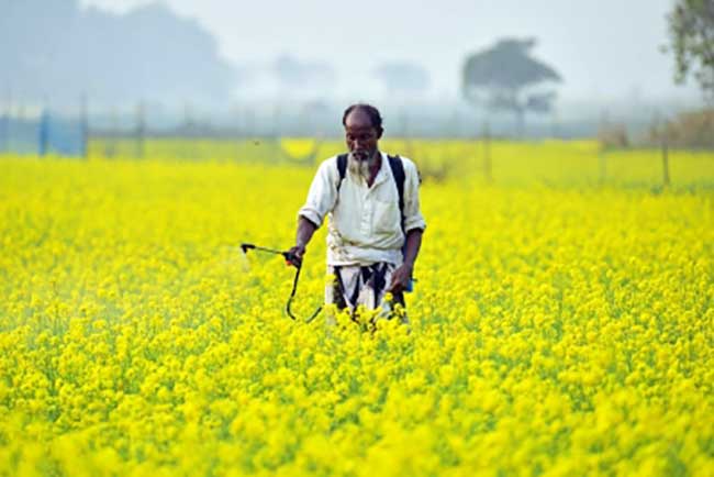 Assam govt to set up centres to procure mustard at MSP