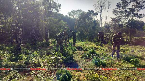 BSF destroys 609400 Ganja plants in Tripura