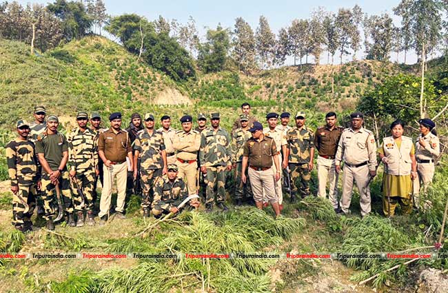 BSF destroys approx 40, 000 ganja plants in Kalamchoura