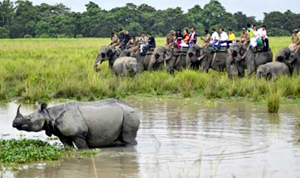 Elephant, jeep safaris at Kaziranga to close for tourists from May