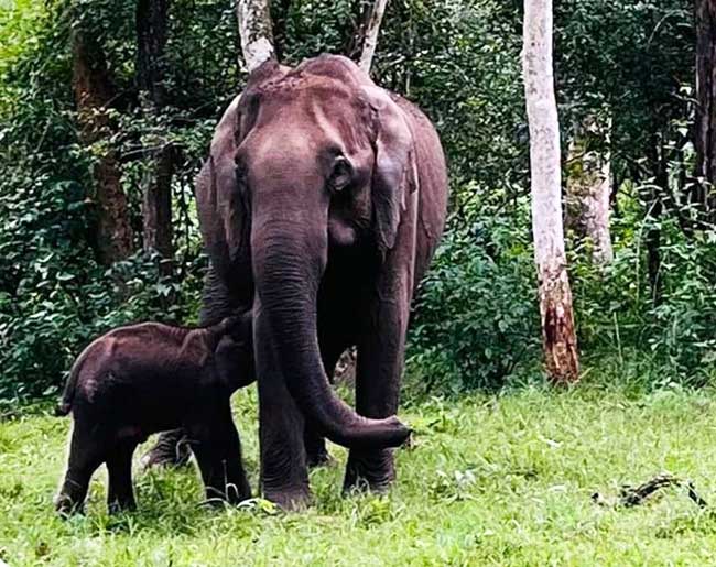 Why not create National Elephant Conservation Authority, SC asks Centre