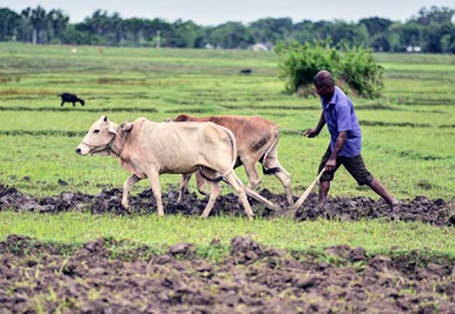 Uneven distribution of rainfall affects crop yields across NE states