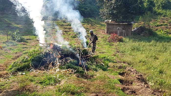 Assam Rifles, Tripura Police destroy cannabis plantation of Rs 95 lakh