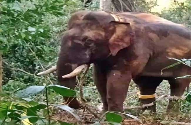 K'taka: 7 arrested for assaulting forest officers after elephant's capture