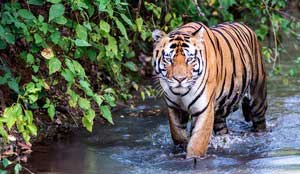 Madhya Pradesh to translocate 14 tigers to Gujarat, Chhattisgarh, Odisha