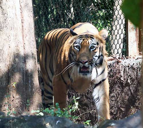 'Until further orders': SC halts construction within core areas of tiger reserves, national parks