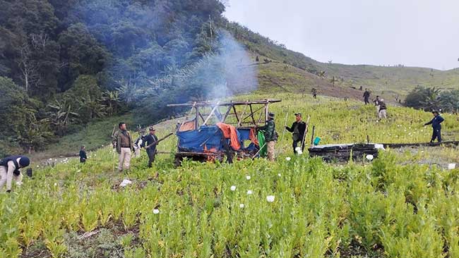 Manipur govt launches drive against illegal poppy cultivation