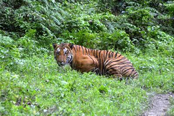 Post Kaziranga expansion, Bodo peace in Manas, Assam expects tiger surge