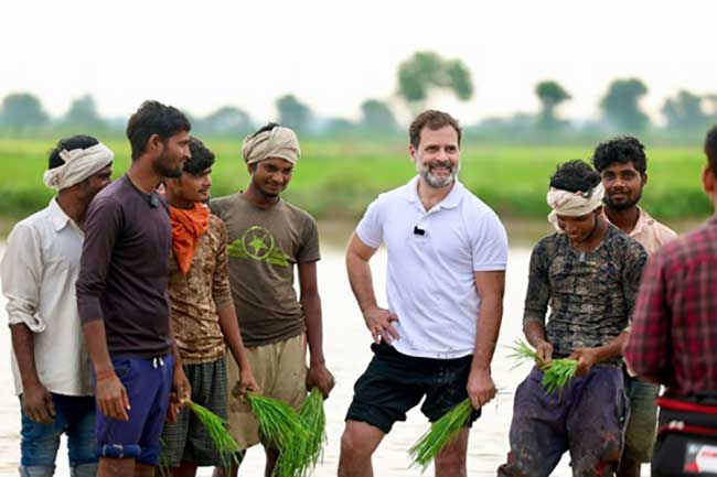 Rahul interacts with farmers in Haryana's Sonipat, plants paddy