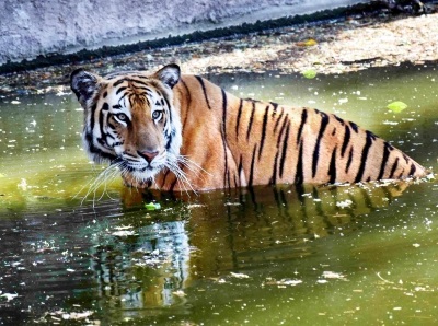 Royal Bengal Tigers among 18 animals from Bengal reaching Tripura zoo under exchange programme