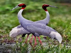 Sarus crane population increases in UP