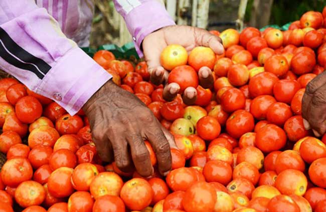 Tomatoes to be sold at Rs 80 per kg from today across country, says govt