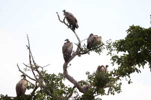 Vultures provide ecosystem services worth $1.8 billion annually in southern Africa: Report