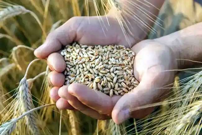 Centre discontinues rice, wheat sale under open market scheme to curb price rise