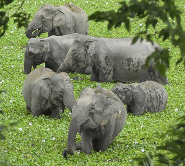 Assam: Mother-son duo killed by wild elephants