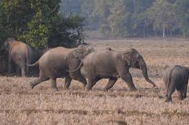 Persistent elephant rampage in Chakmaghat leaves villagers desperate for govt intervention