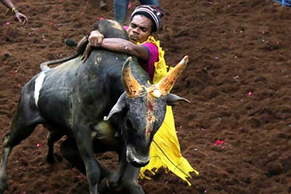 SC affirms TN law allowing 'jallikattu'