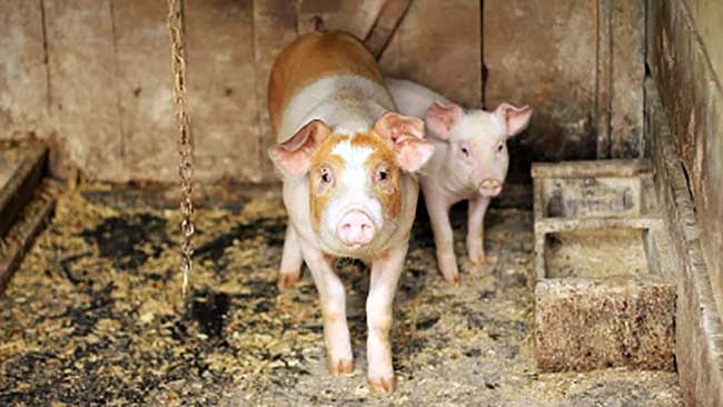 Assam govt bans sale, use of gestation, farrowing crates with scarce space in pig farms