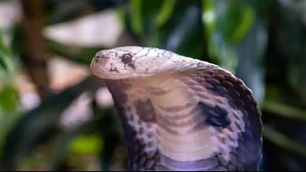 Bihar: Man wearing king cobra around his neck at religious event dies of snake bite