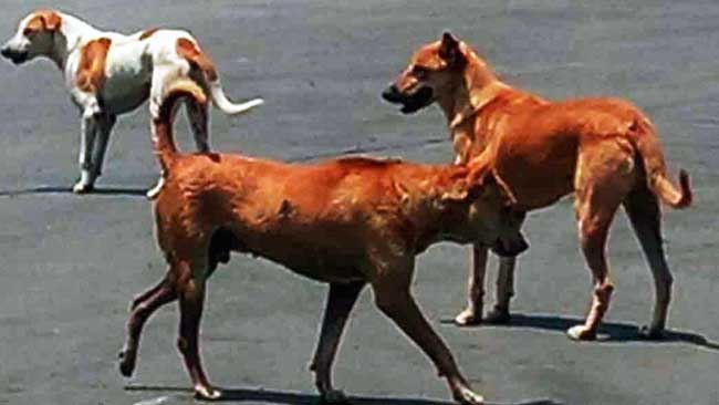 Delhi: Two brothers killed in stray dogs' attacks