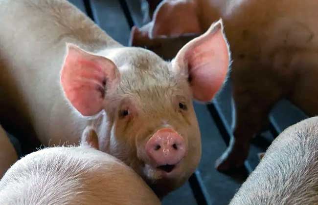 Tripura bans import of pigs amid swine flu scare