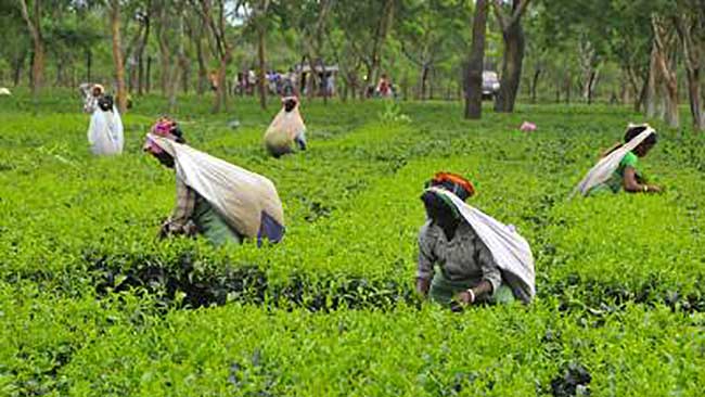 Assam govt plans major outreach for 200 years of tea industry