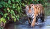 Madhya Pradesh to translocate 14 tigers to Gujarat, Chhattisgarh, Odisha