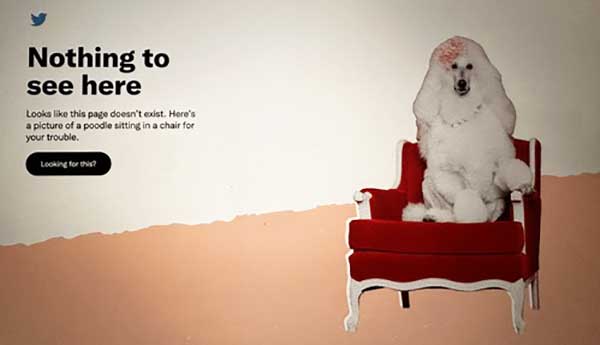 Twitter fails to publish monthly India compliance report, shows poodle sitting in a chair